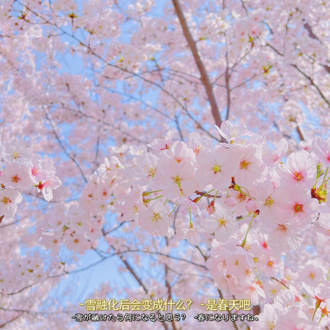 哪个季节适合观赏樱花