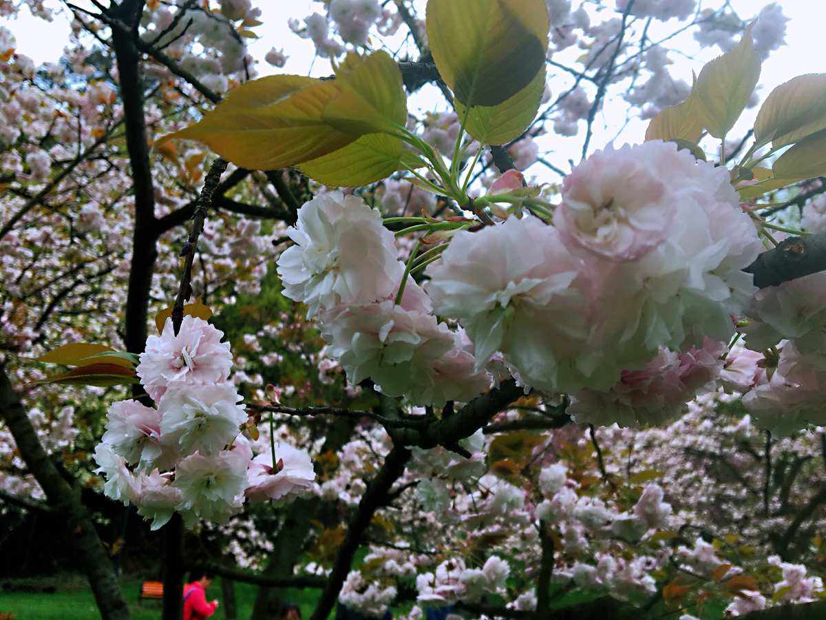 哪个季节适合观赏樱花